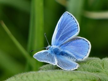 Close-up of butterfly on leaf against blurred background