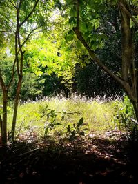 Trees and plants growing on field in forest