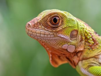 Close up of iguana