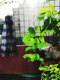 Close-up of potted plant
