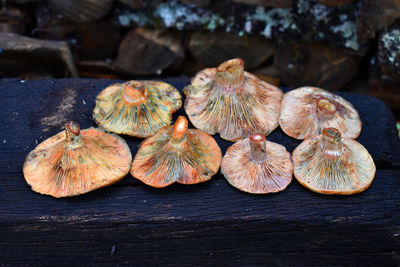 Close-up of mushrooms on table