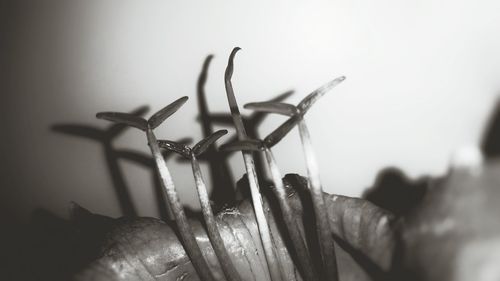 Close-up of plant against wall