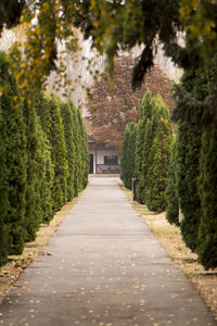 Road amidst trees and buildings