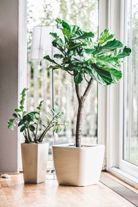 Potted plant on window sill at home