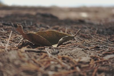 Close-up of dry autumn leaf