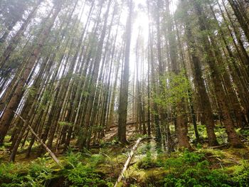 Low angle view of bamboo trees in forest