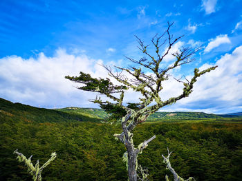 Tree on field against sky