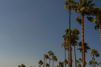 Low angle view of palm trees against clear blue sky