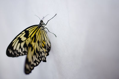 Close-up of butterfly