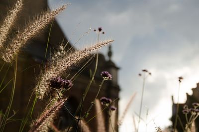 Close-up of plant against sky