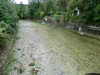 Scenic view of river amidst trees in forest