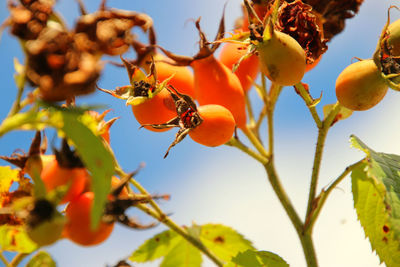 Low angle view of red rose hip on tree