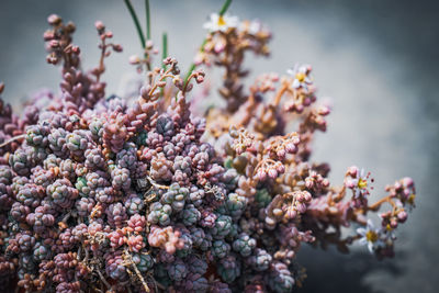 Close-up of purple flowering plant