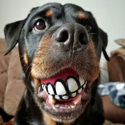 Close-up portrait of dog