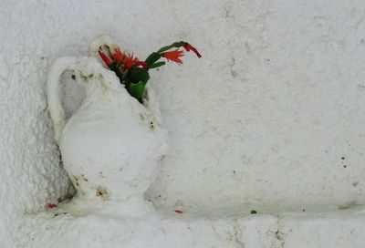 Close-up of white flower in snow