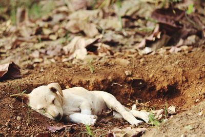 Dog lying on ground