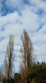 Low angle view of trees against sky