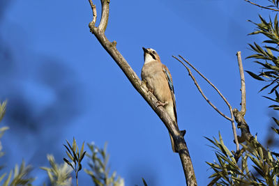Low angle view of bird perching on branch against blue sky