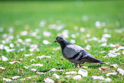 Close-up of pigeon on field