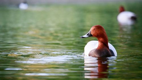 Duck swimming in lake