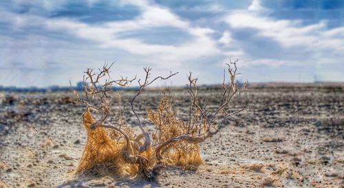 Close-up of plants on beach against sky