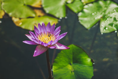 Close-up of lotus water lily in pond