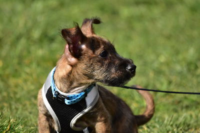 Dog looking away on field