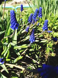 Close-up of purple flowers