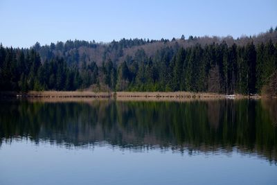 Reflection of trees in lake