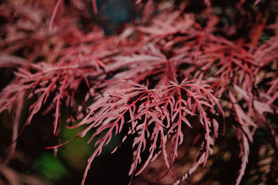 Close-up of red flowering plant