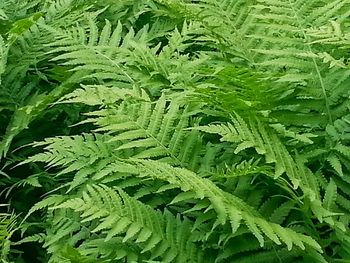 Full frame shot of green leaves