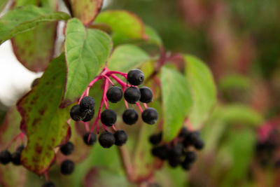 Close-up of berries growing on tree