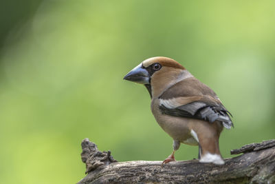 Close-up of bird perching on wood