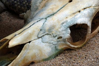 Close-up of animal skull