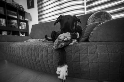 Dog resting on sofa at home