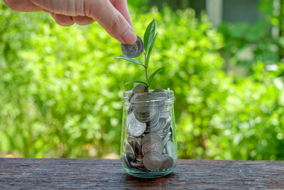 Cropped hand putting coin into jar with sapling