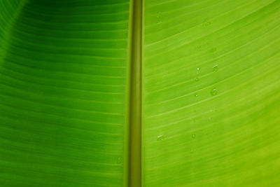 Close up structure of banana leaves green