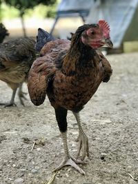 Close-up of a duck