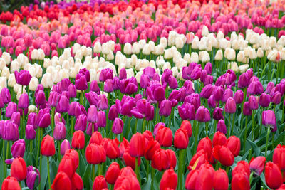 Full frame shot of tulips