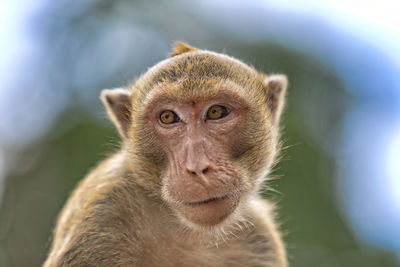 Monkey on the hill of  hua hin