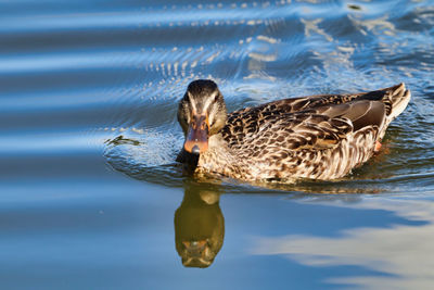 Duck swimming in lake