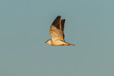 Close-up of bird flying against clear sky