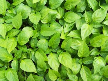 Full frame shot of green leaves