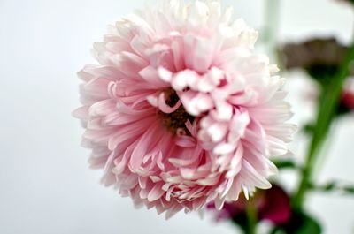 Close-up of pink dahlia flower