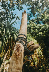 Close-up of wooden post on tree trunk