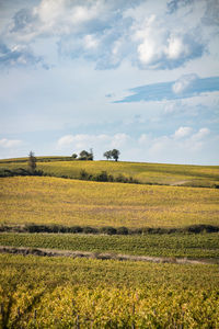 Scenic view of agricultural field against sky