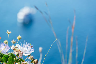 Close-up of butterfly pollinating on blue flowering plant