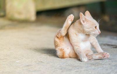 View of a cat lying on footpath