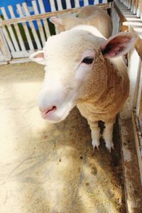 High angle view of sheep in pen