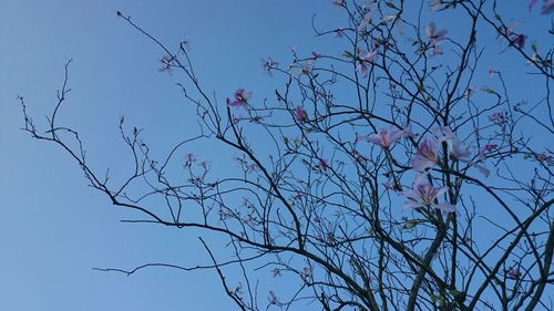 Low angle view of tree against clear sky